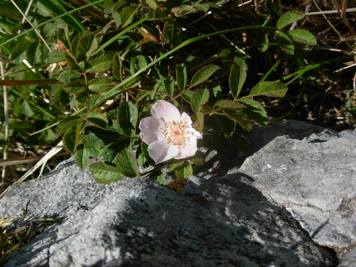 Rosa pulverulenta M. Bieb. / Rosa vischiosa